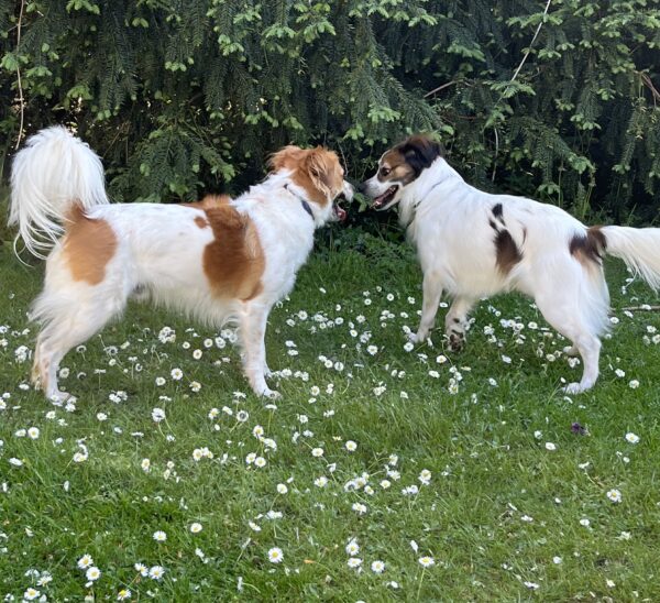 Reaktiv hund i mødet med andre hunde